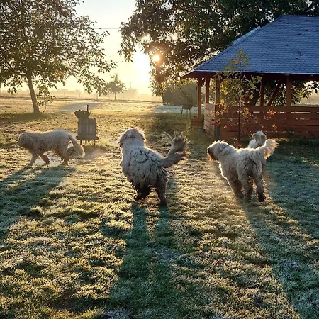 Komondor Vendeghaz *